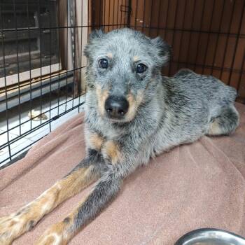 Australian Cattle Dog Blue Heeler Dogs Available for Adoption in Corsicana, Texas - Josie D46441 | PetCurious