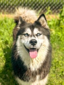 Kodak -  Husky Dog for Adoption in Springfield, Tennessee - Kodak | PetCurious