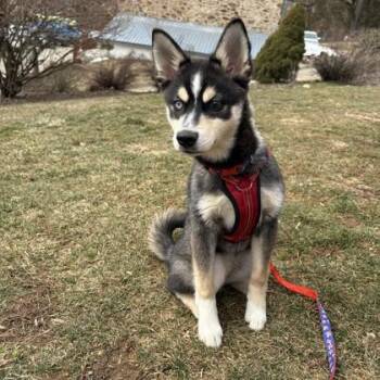 Klee Kai Dogs Available for Adoption - Appa | PetCurious