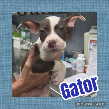 Gator -  Catahoula Leopard Dog and Pit Bull Terrier Dog for Adoption in Ringwood, New Jersey - Gator | PetCurious