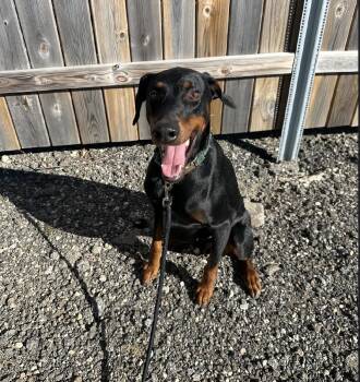 Sherman -  Doberman Pinscher Dog for Adoption - Sherman | PetCurious