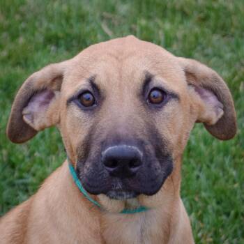Rescue German Shepherd Dog and Black Mouth Cur Dogs for Adoption in Huntley, Illinois - Smiley | PetCurious