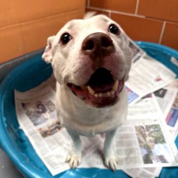 Pit Bull Terrier Dogs Available for Adoption - Stork | PetCurious