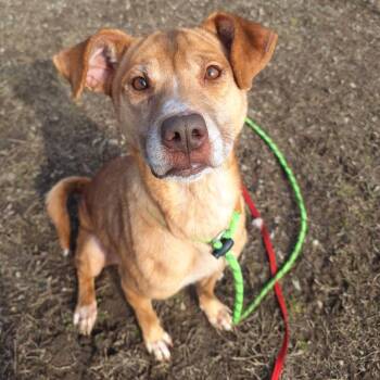 Mixed Breed Dogs Available for Adoption - Holly | PetCurious