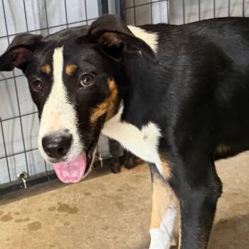 Genova -  Hound Dog for Adoption in Birmingham, Alabama - Genova | PetCurious