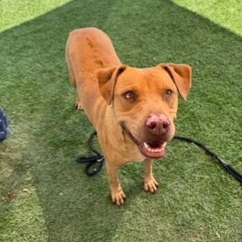 Rescue Rhodesian Ridgeback Dogs for Adoption in Williston, Vermont - Trooper | PetCurious