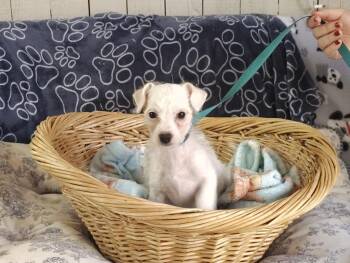 Rain pup (CLOUD) -  Poodle and Maltese Dog for Adoption in Fort Worth, Texas - Rain Pup (CLOUD) | PetCurious