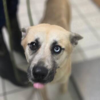 Titos -  Mixed Breed Dog for Adoption in Charleston, West Virginia - Titos | PetCurious