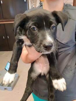 Rescue German Shepherd Dog and Labrador Retriever Dogs for Adoption in Amarillo, Texas - Liesel | PetCurious