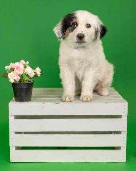 Australian Shepherd Dogs Available for Adoption in Brighton, Colorado - 306-26 | PetCurious