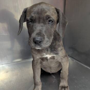 Hound and Labrador Retriever Dogs Available for Adoption in Parrish, Alabama - Marie | PetCurious