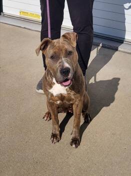 Rescue Pit Bull Terrier Dogs for Adoption in Louisville, Kentucky - MILAM PER HOUR | PetCurious