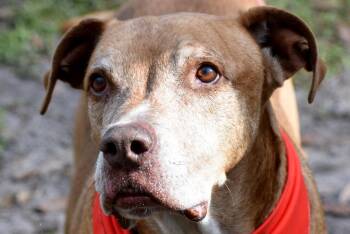 Tazmo -  Catahoula Leopard Dog and Cattle Dog Dog Available for Adoption in Palm City, Florida - Tazmo | PetCurious