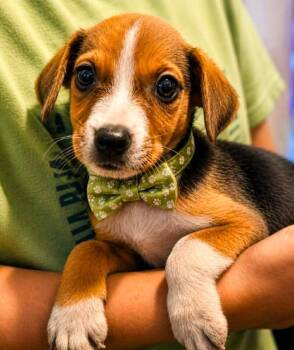 Lockdown Lancer -  Labrador Retriever and Terrier Dog for Adoption in El Dorado, Arkansas - Lockdown Lancer | PetCurious