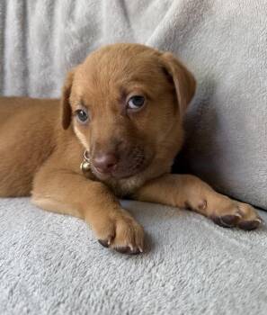 Peach -  Golden Retriever and Mixed Breed Dog for Adoption in Warr Acres, Oklahoma - Peach | PetCurious