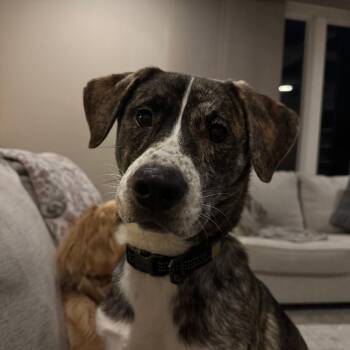 Bingo -  Labrador Retriever and Pit Bull Terrier Dog for Adoption in Lynchburg, Virginia - Bingo | PetCurious