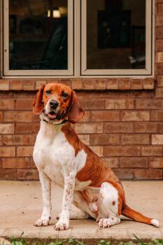 Momma Odie -  Beagle Dog for Adoption - Momma Odie | PetCurious