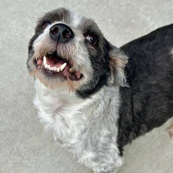 Harley -  Mixed Breed Dog for Adoption in Matteson, Illinois - Harley | PetCurious