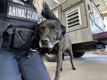 Rescue Retriever and Mixed Breed Dogs for Adoption in Fort Worth, Texas - 59712076 | PetCurious