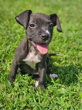 Beauregard -  Terrier Dog for Adoption in Berlin, New Jersey - Beauregard | PetCurious