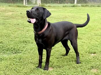 Sandy -  Black Labrador Retriever Dog for Adoption in Ilderton, Ontario - Sandy | PetCurious