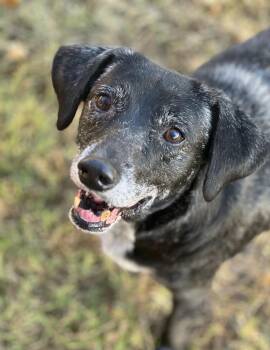 Rescue Black Labrador Retriever and Mixed Breed Dogs for Adoption in North Little Rock, Arkansas - Nali | PetCurious