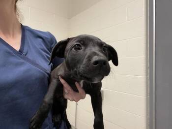 KINGSLEY -  Pit Bull Terrier Dog for Adoption in Auburn, California - KINGSLEY | PetCurious