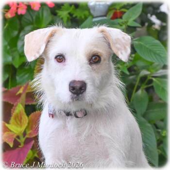 Luna -  Terrier Dog for Adoption in Wake Forest, North Carolina - Luna | PetCurious