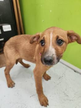 Australian Shepherd Dogs Available for Adoption - Shania | PetCurious