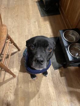 Rescue Black Labrador Retriever Dogs for Adoption in Powder Springs, Georgia - Smitty | PetCurious