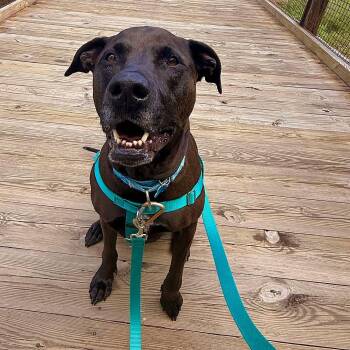Rescue Pit Bull Terrier and Black Labrador Retriever Dogs for Adoption in Providence, Rhode Island - Angel | PetCurious