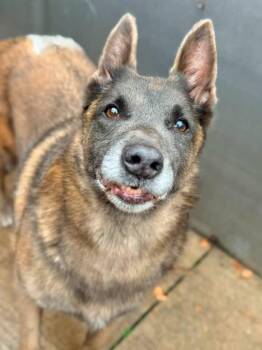 Mabel located in NC -  Belgian Shepherd Malinois Dog for Adoption in Imlay City, Michigan - Mabel Located In NC | PetCurious
