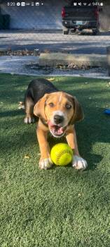 Rescue Hound and Husky Dogs for Adoption in Owensboro, Kentucky - Zander | PetCurious