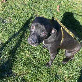 Mixed Breed Dogs Available for Adoption in Binghamton, New York - Seal | PetCurious