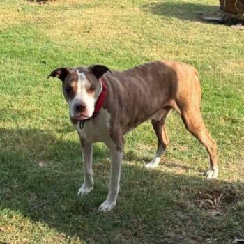 Jake -  Pit Bull Terrier Dog for Adoption in Broken Arrow, Oklahoma - Jake | PetCurious