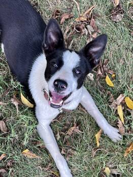 Kokie -  Border Collie and Boston Terrier Dog for Adoption in Culpeper, Virginia - Kokie | PetCurious