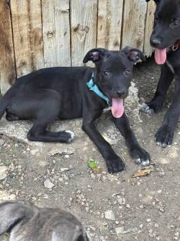 SWEET LADY STANLEY -  Labrador Retriever Dog for Adoption in Broomfield, Colorado - SWEET LADY STANLEY | PetCurious