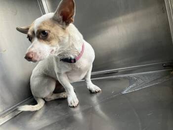 SPUDNIK -  Mixed Breed Dog for Adoption in Dallas, Texas - SPUDNIK | PetCurious