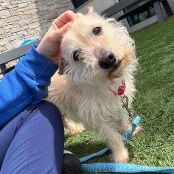 Mixed Breed Dogs Available for Adoption in Matteson, Illinois - Bufford | PetCurious