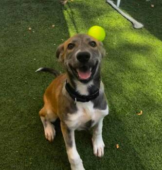 Taryn -  Labrador Retriever and Shepherd Dog for Adoption in Sunrise Beach, Missouri - Taryn | PetCurious
