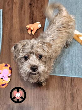 Rescue Shih Tzu Dogs for Adoption in Lebanon, Pennsylvania - Bailey | PetCurious