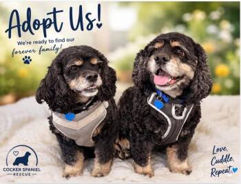 Ned / Leroy -  Cocker Spaniel Dog for Adoption in Austin, Texas - Ned / Leroy | PetCurious
