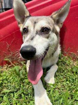 Potato (AVAILABLE 6/16) -  Husky and Mixed Breed Dog for Adoption in Leverett, Massachusetts - Potato (AVAILABLE 6/16) | PetCurious