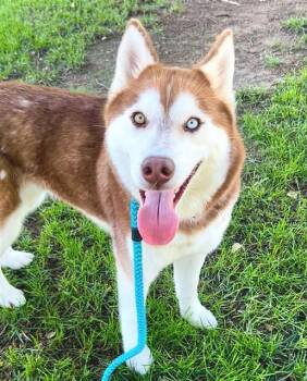 Siberian Husky Dogs Available for Adoption in Sacramento, California - GARNET | PetCurious