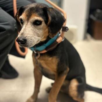 Rescue Mixed Breed Dogs for Adoption in Davenport, Iowa - Mario | PetCurious