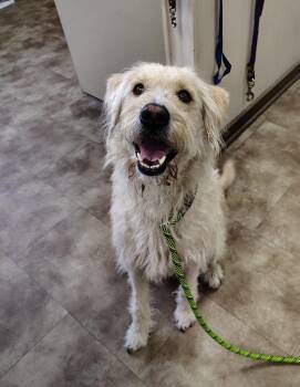Mixed Breed Dogs Available for Adoption in Springfield, Ohio - Einstein | PetCurious