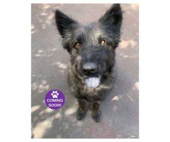 Zeke -  Mixed Breed Dog for Adoption in Erin, Ontario - Zeke | PetCurious