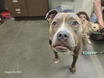 AHSOKA -  Pit Bull Terrier Dog for Adoption in Santa Cruz, California - AHSOKA | PetCurious