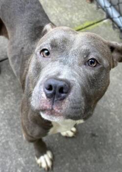 Peppercorn -  Pit Bull Terrier Dog for Adoption in Chicago, Illinois - Peppercorn | PetCurious