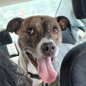 Rescue Pit Bull Terrier and American Staffordshire Terrier Dogs for Adoption in Frederick, Maryland - Charlotte -- Courtesy Post | PetCurious